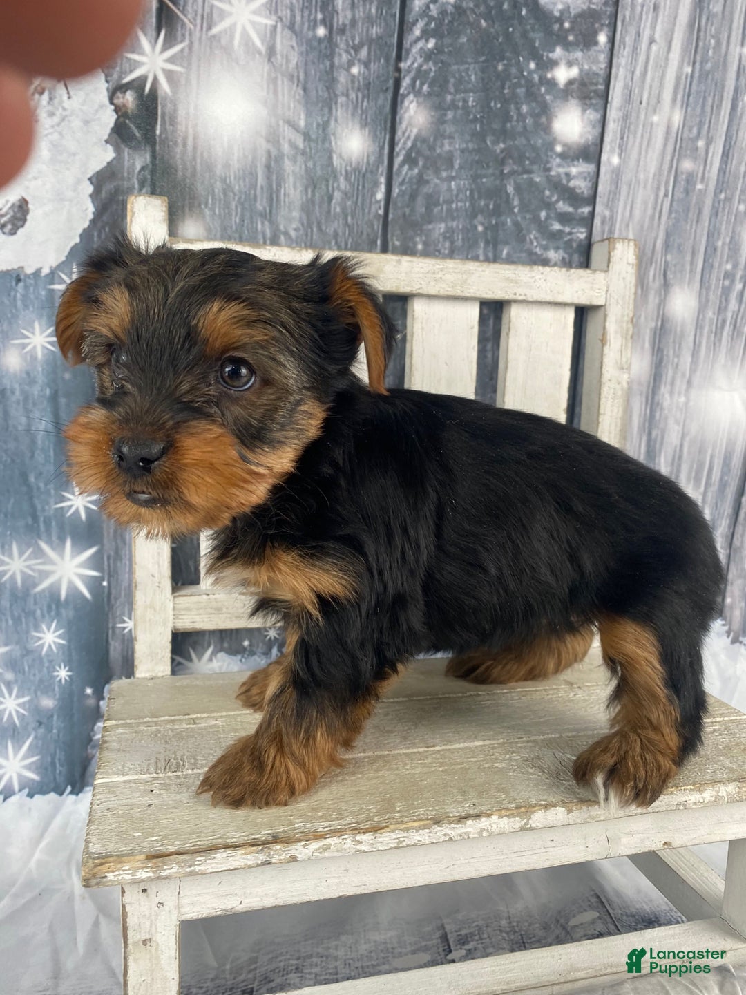 Yorkshire Terrier dogs for sale: Kylie - Ad 10