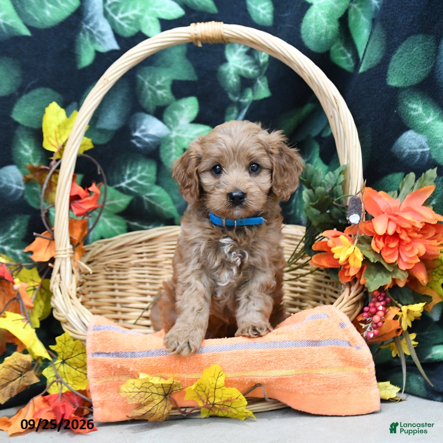 Cavapoo dogs Prince   - Ad 1