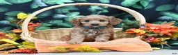 Cavapoo dogs for sale: Prince   - Ad 1
