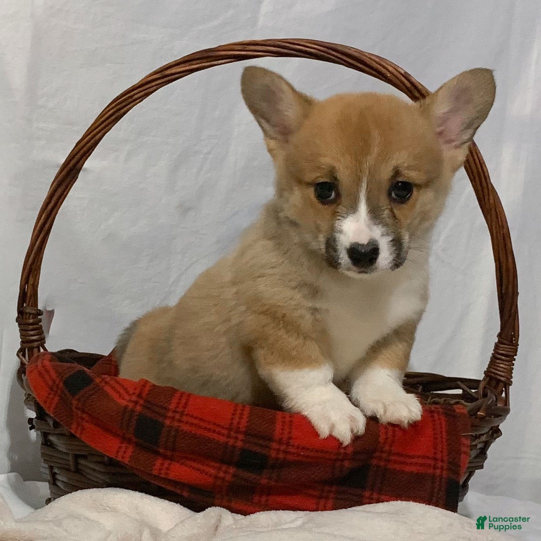 Welsh Corgi Pembroke dogs for sale: Bella - Ad 1