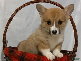 Welsh Corgi Pembroke dogs Bella - Ad 4