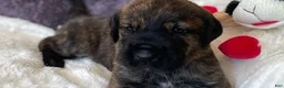 Mixed Breed dogs for sale: Green  - Ad 1