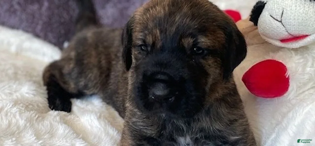 Mixed Breed dogs for sale: Green  - Ad 1