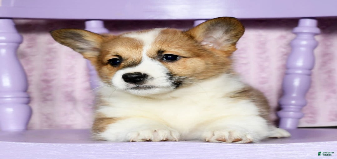 Gallery Image {{count}}