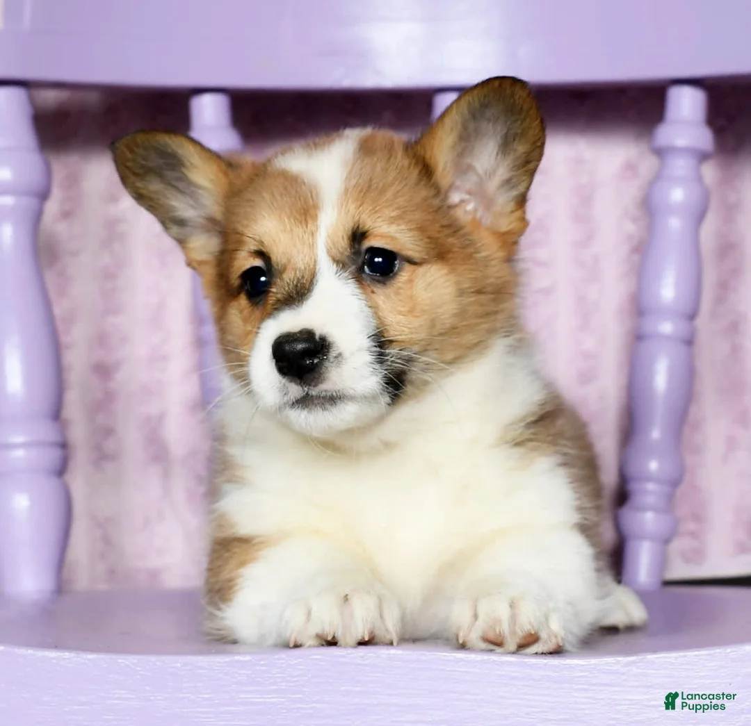 Gallery Image {{count}}