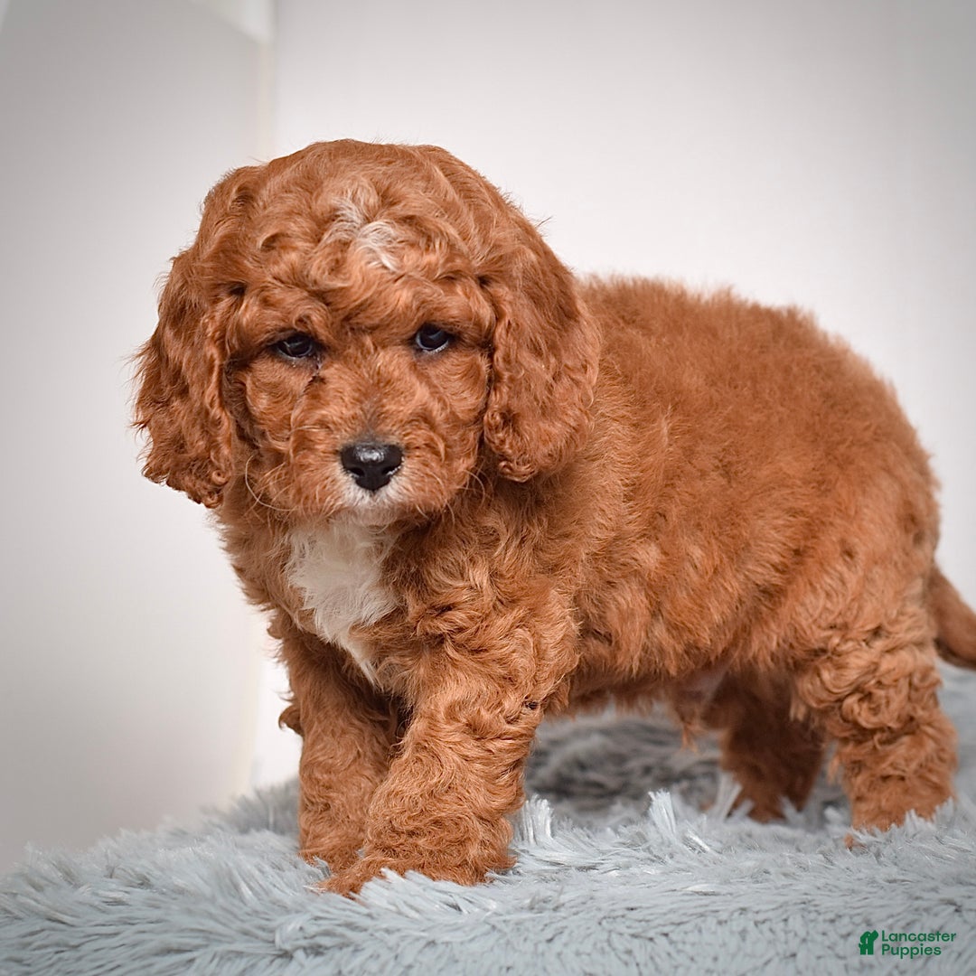 Cavapoo dogs for sale: Mr. Leo - Ad 6