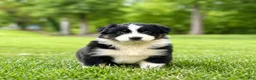 Australian Shepherd dogs for sale: Mia - Ad 2