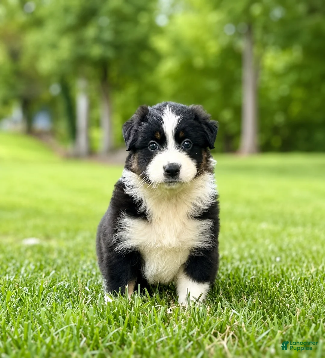 Australian Shepherd dogs for sale: Mia - Ad 2