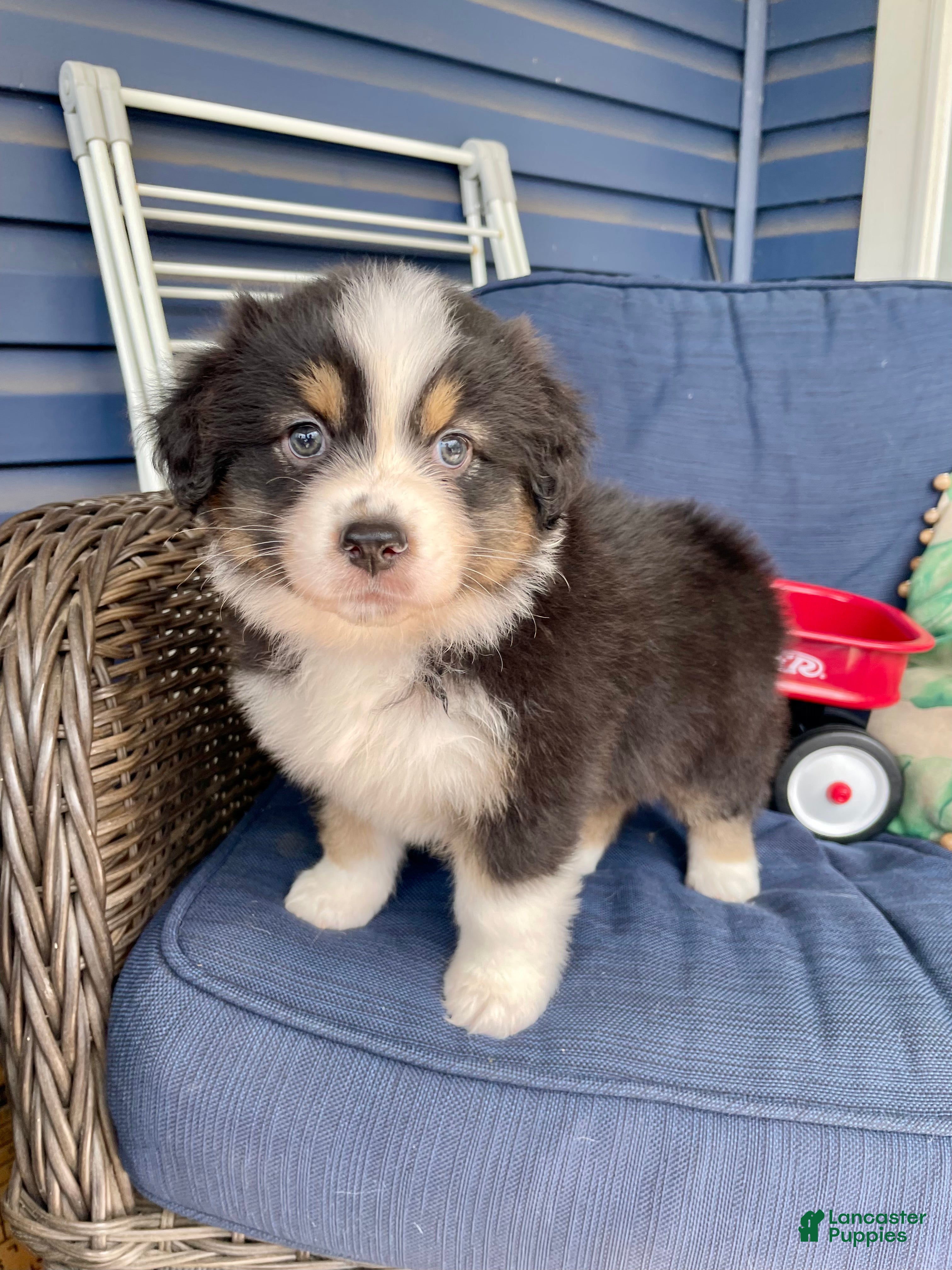 Australian Shepherd dogs Australian Shepherd- Gidget - Ad 41