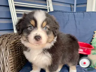 Australian Shepherd dogs Australian Shepherd- Gidget - Ad 41