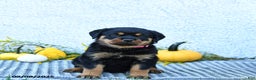 Rottweiler dogs for sale: Frita - Ad 3
