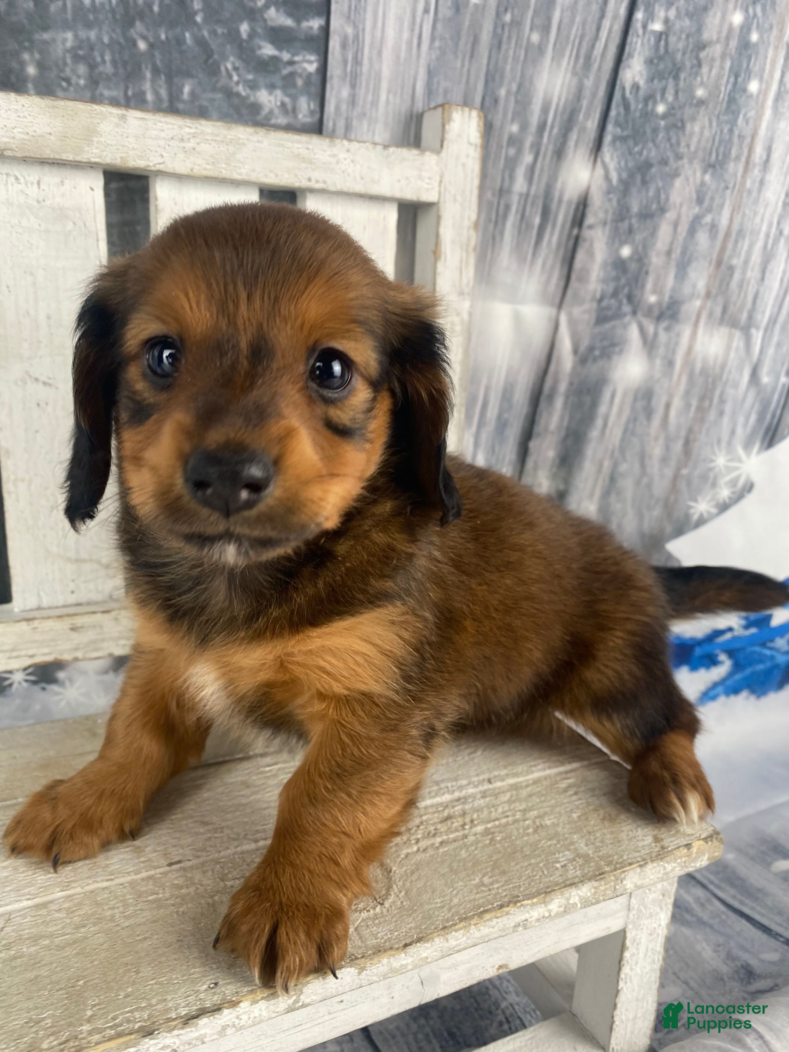 Miniature Dachshund dogs Dolly - Ad 2