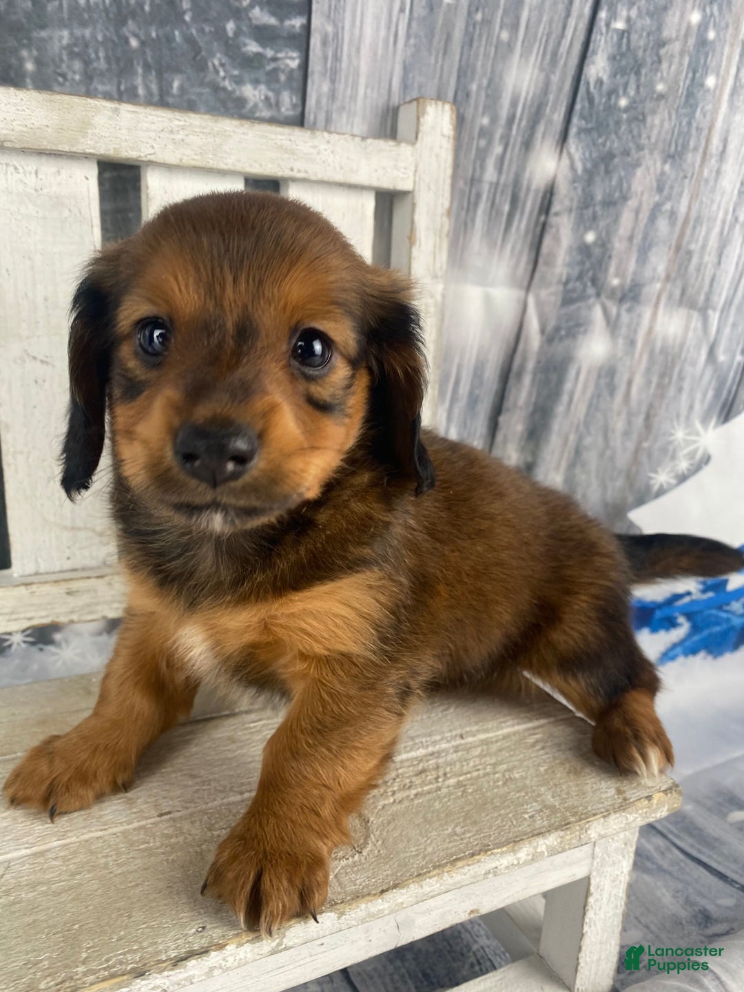 Miniature Dachshund dogs for sale: Dolly - Ad 1