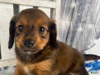 Miniature Dachshund dogs Dolly - Ad 14