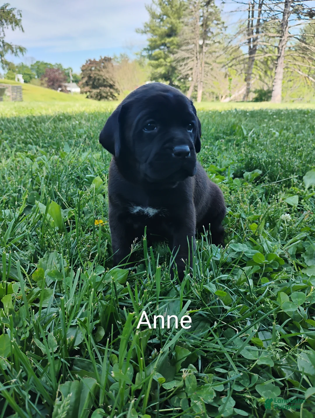 Mixed Breed dogs for sale: Anne - Ad 2
