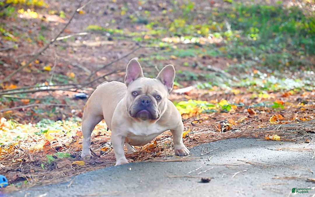 French Bulldog dogs for sale: French Bulldog Puppy 3 - Ad 2