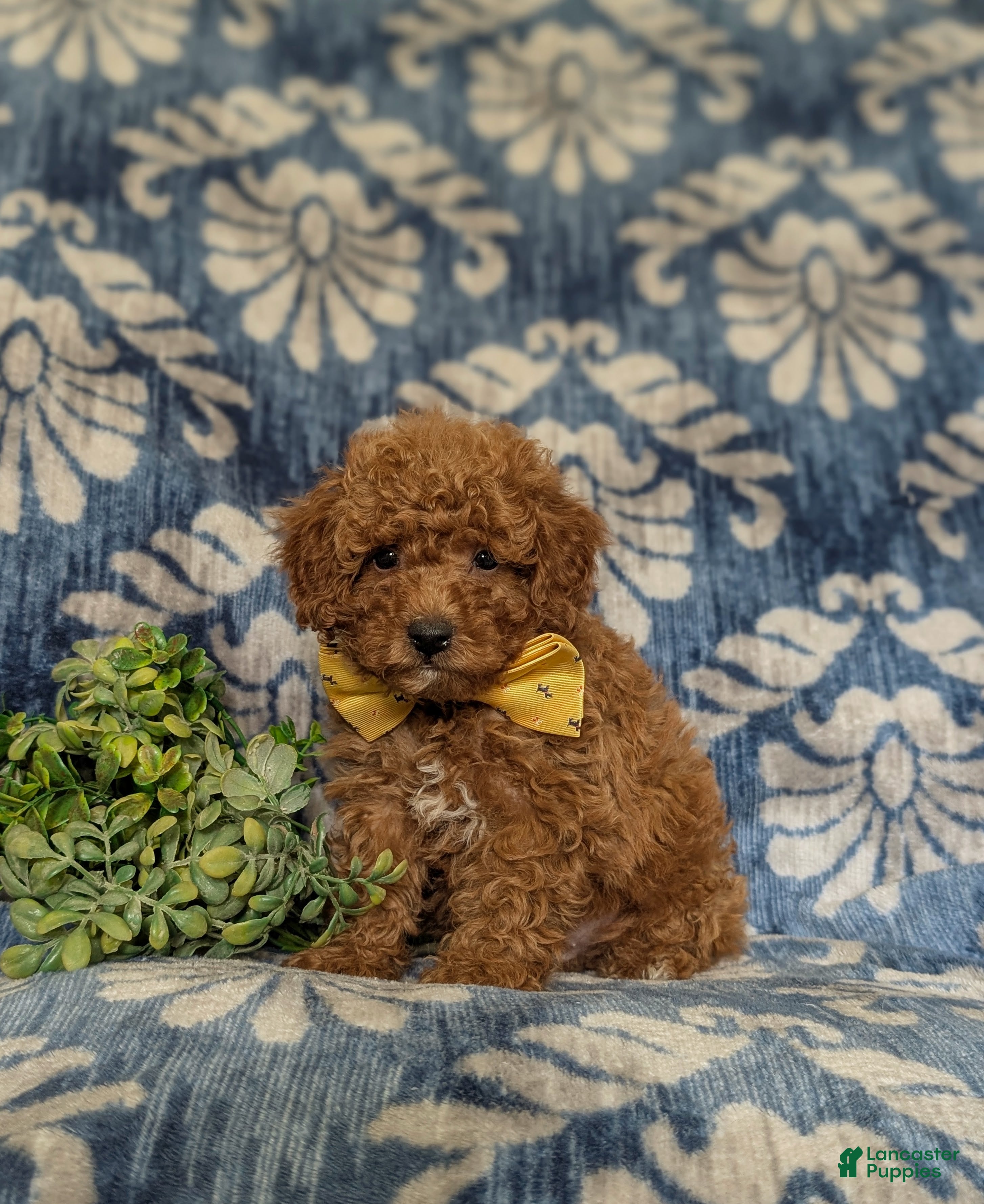 Miniature Poodle dogs Spalding - Ad 2
