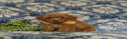 Miniature Poodle dogs for sale: Spalding - Ad 2