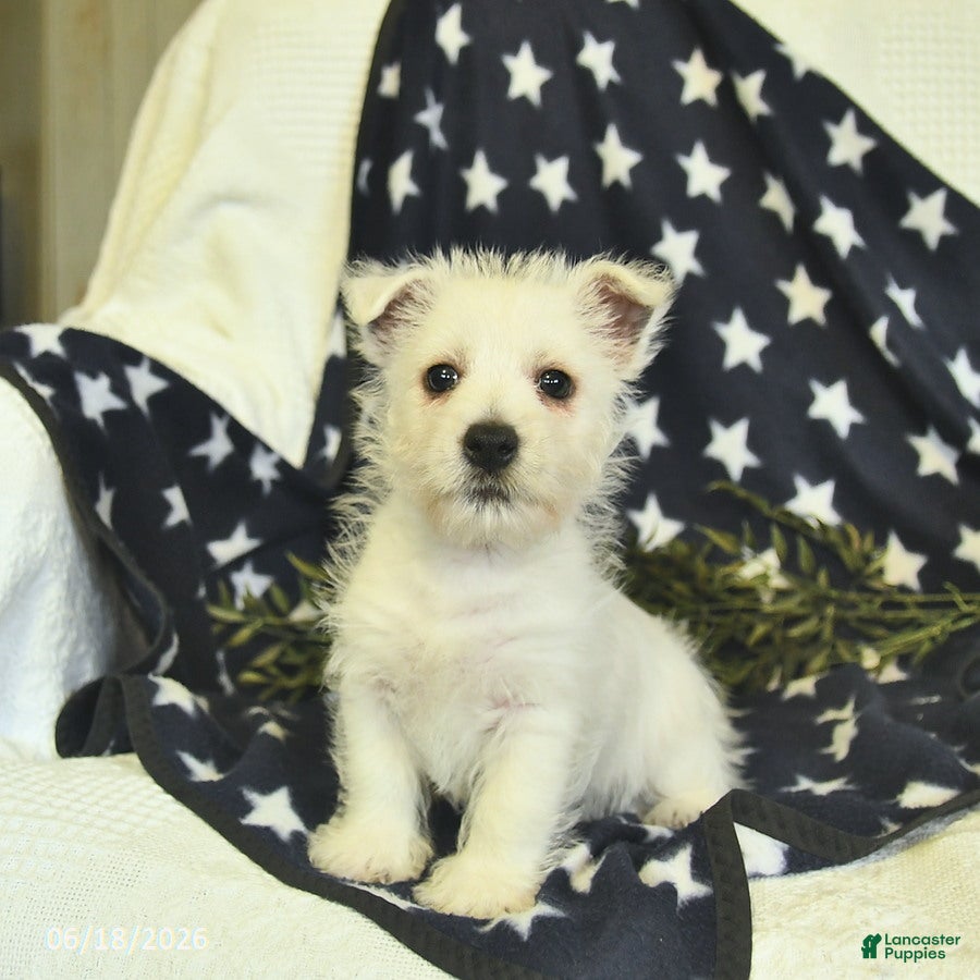 West Highland Terrier dogs Lucky  - Ad 1