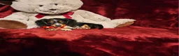 Miniature Dachshund dogs for sale: *RIO* - Ad 10