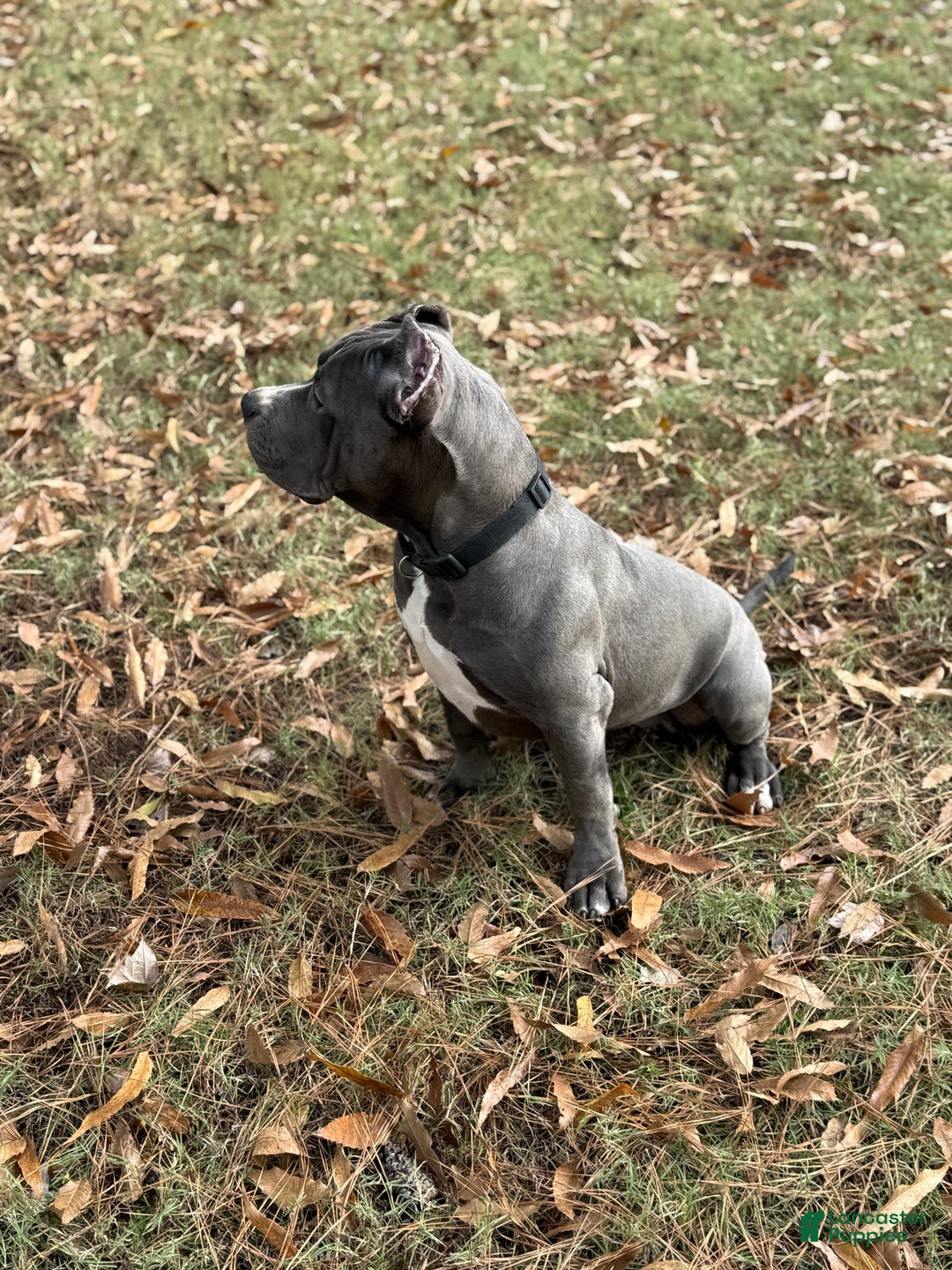 American Bully dogs for sale: Ivy - Ad 3