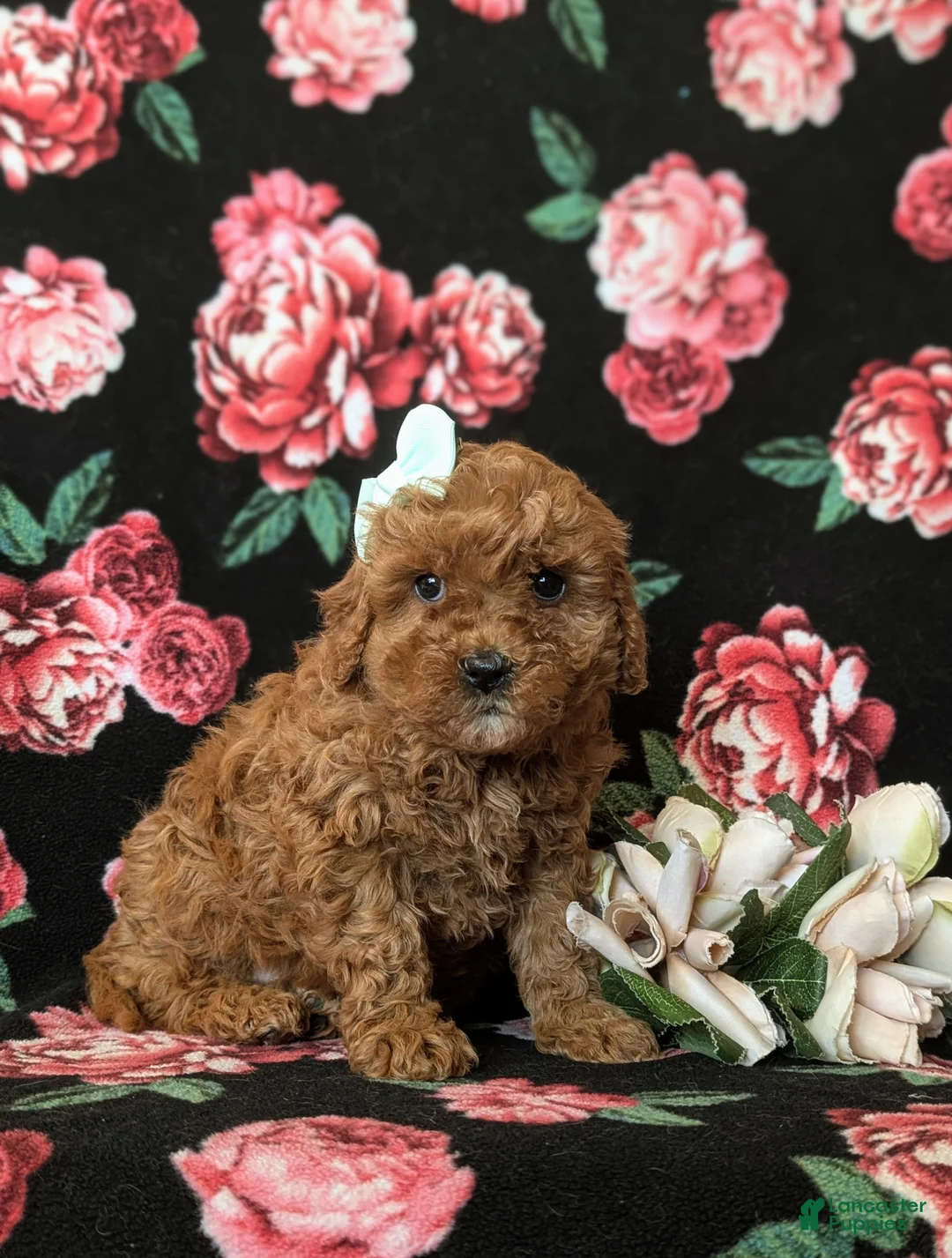 Cavapoo dogs for sale: Gretchen Hypoallergenic - Ad 3