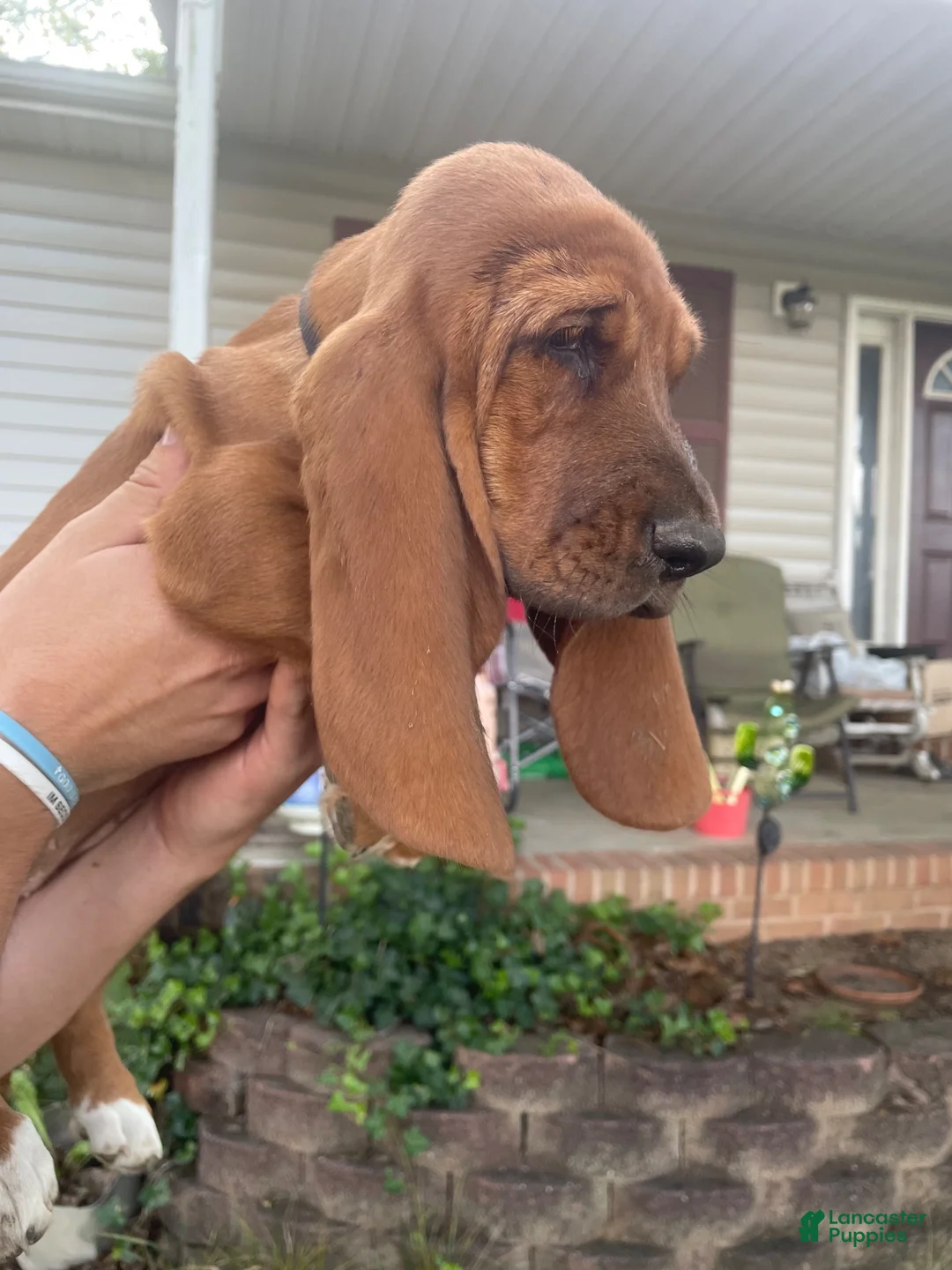 Basset Hound dogs for sale: Bonnie (gray collar) - Ad 3