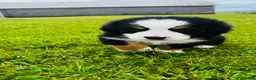 Bernese Mountain Dog dogs for sale: Roman - Ad 7