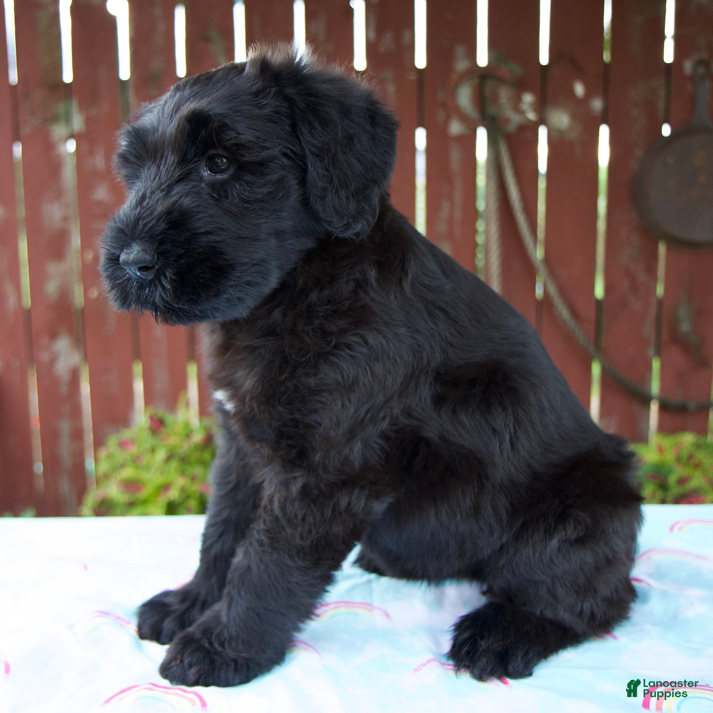 Giant Schnauzer dogs Lelah - Ad 2