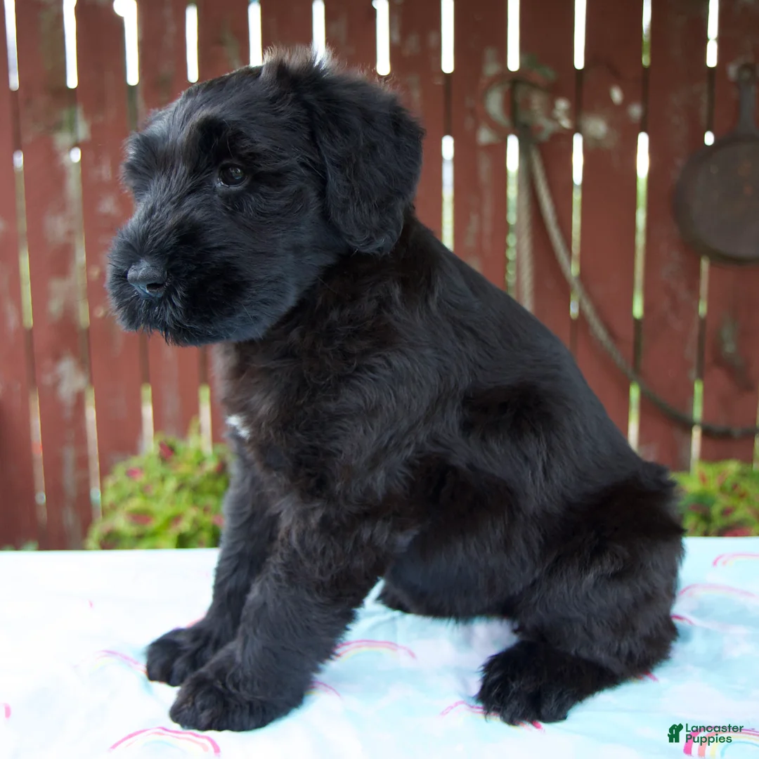 Giant Schnauzer dogs for sale: Lelah - Ad 2