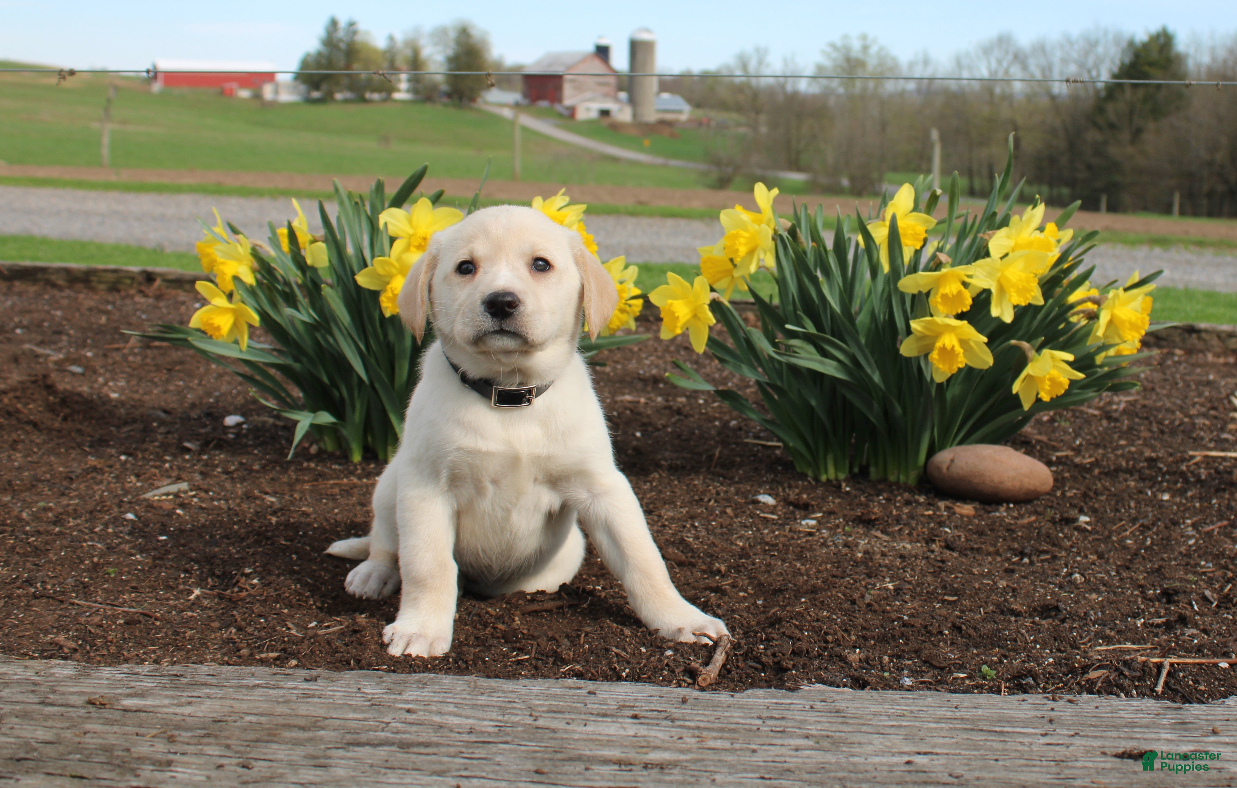 Mixed Breed dogs Debbie - Ad 35