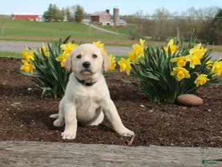 Mixed Breed dogs Debbie - Ad 35