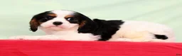 Cavalier King Charles Spaniel dogs for sale: Jasper - Ad 4