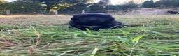 Newfoundland dogs for sale: Abby - Ad 5