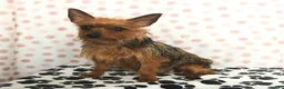 Yorkshire Terrier dogs for sale: Quincy - Ad 11