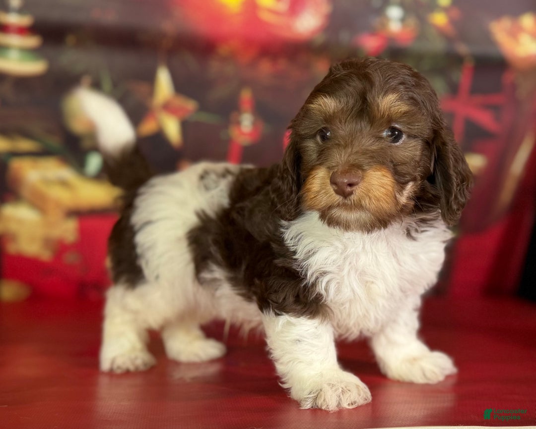 Mixed Breed dogs for sale: Toby - Ad 5