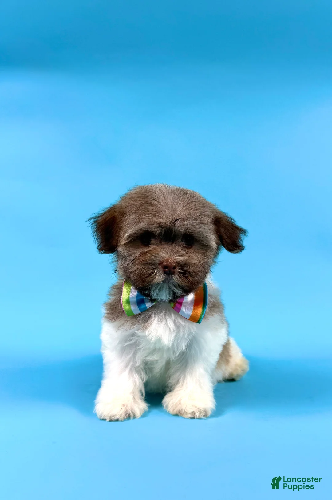 Havanese dogs for sale: ESTELLA - Ad 1