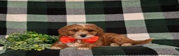 Cavapoo dogs for sale: Christoffer - Ad 5