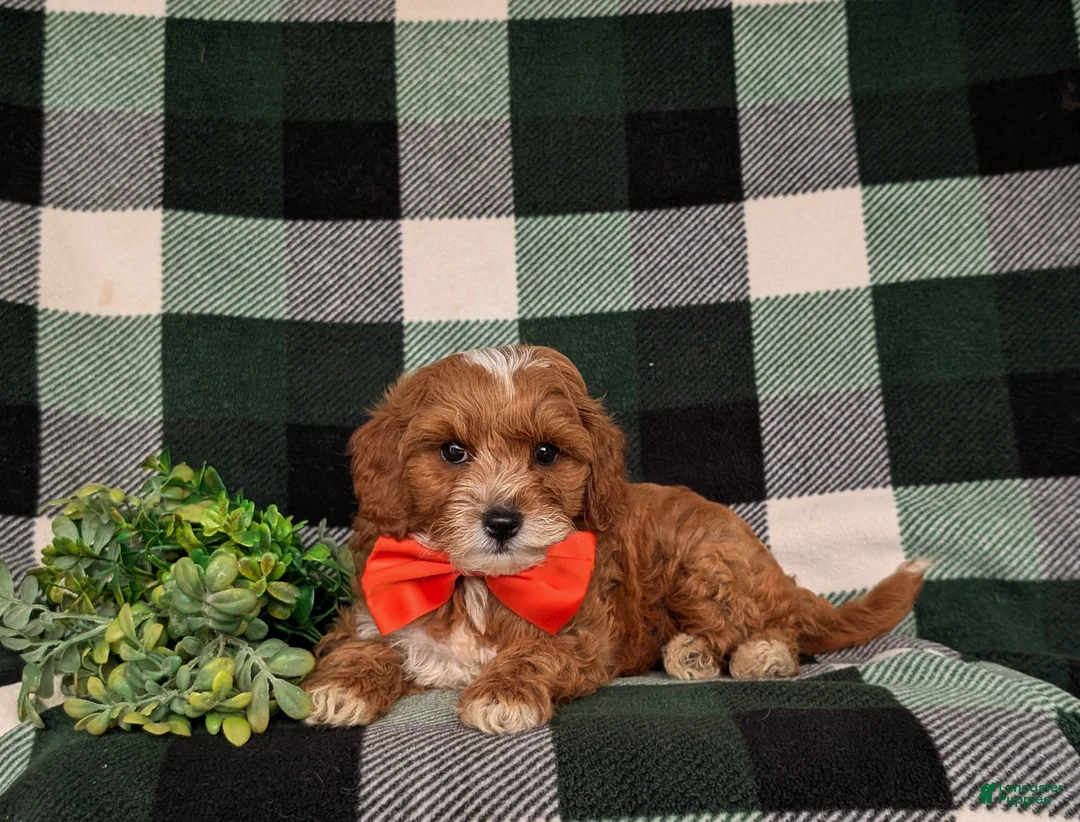 Cavapoo dogs for sale: Christoffer - Ad 5
