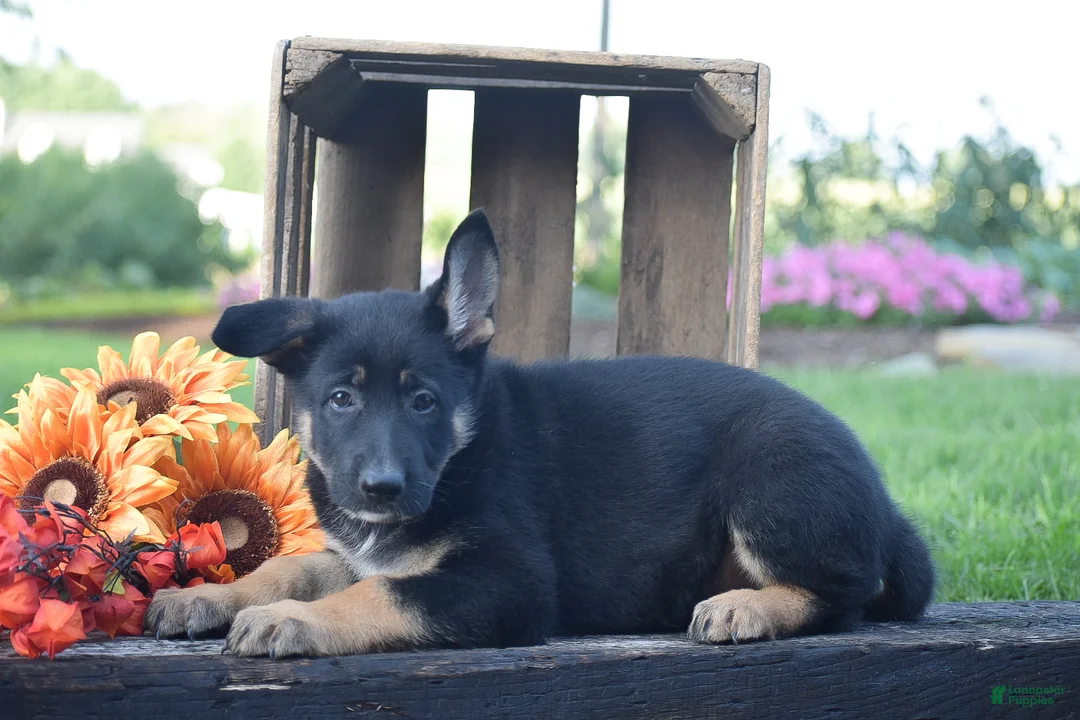 German Shepherd dogs for sale: Gracie - Ad 2