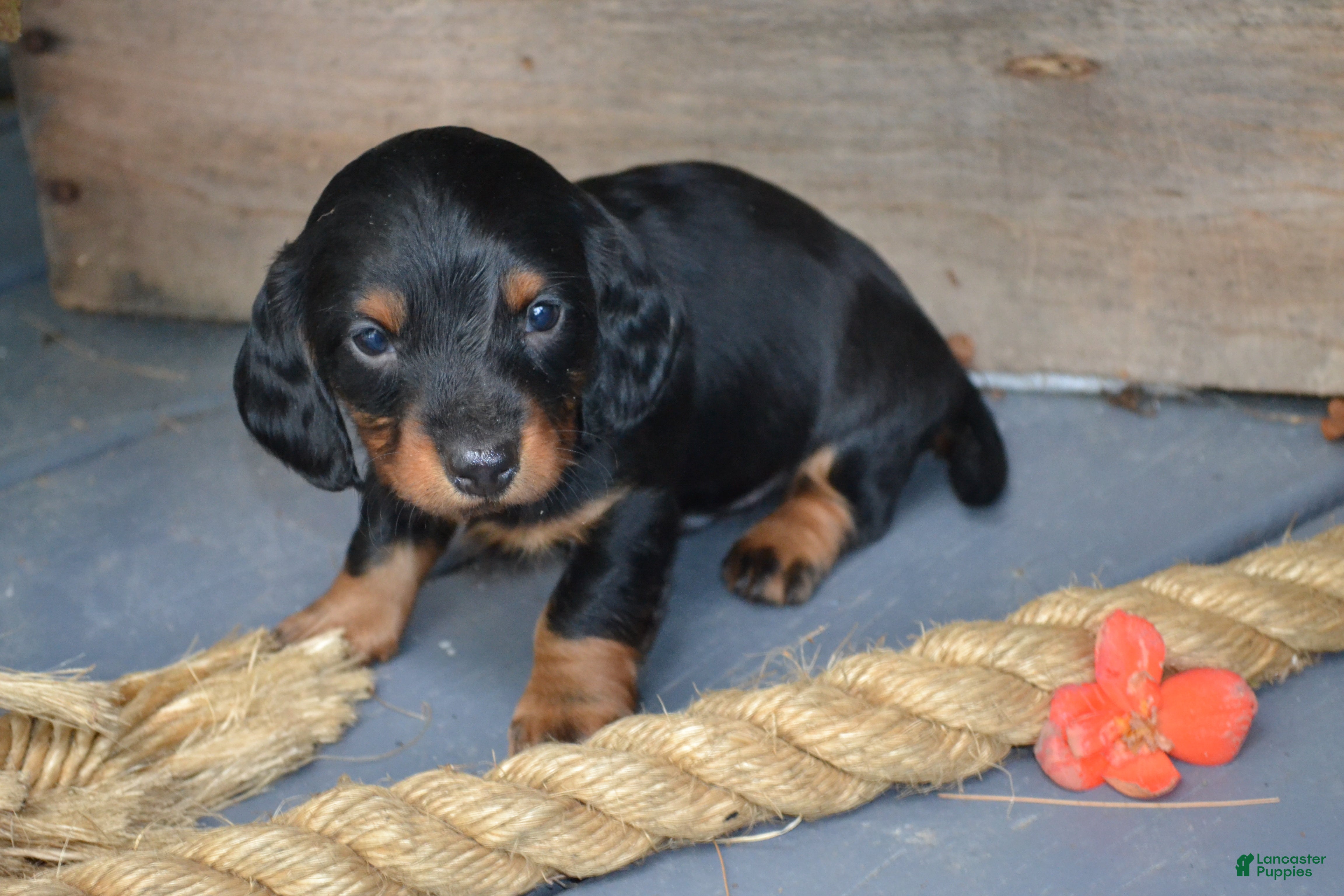 Dachshund dogs Tucker - Ad 1