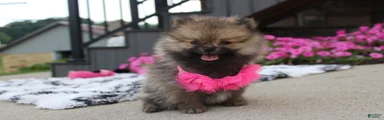 Zoey