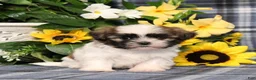 Shih Tzu dogs for sale: Tristin - Ad 5