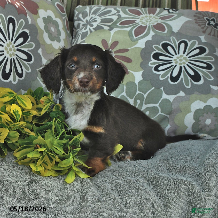 Miniature Dachshund dogs for sale: Lucy - Ad 3