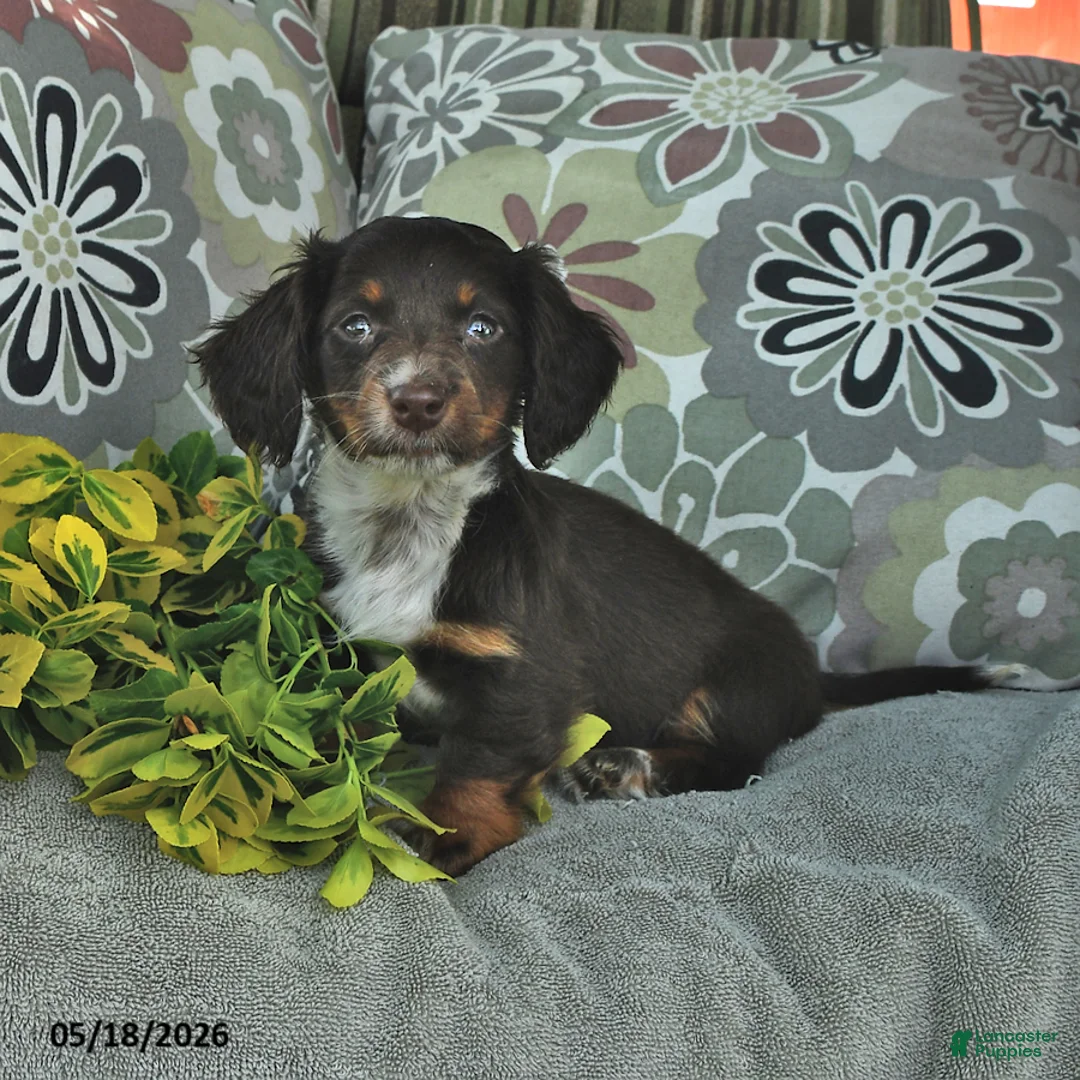 Miniature Dachshund dogs for sale: Lucy - Ad 1
