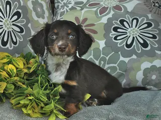 Miniature Dachshund dogs for sale: Lucy - Ad 3