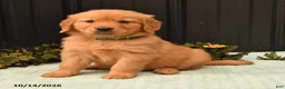 Golden Retriever dogs for sale: Banita - Ad 4