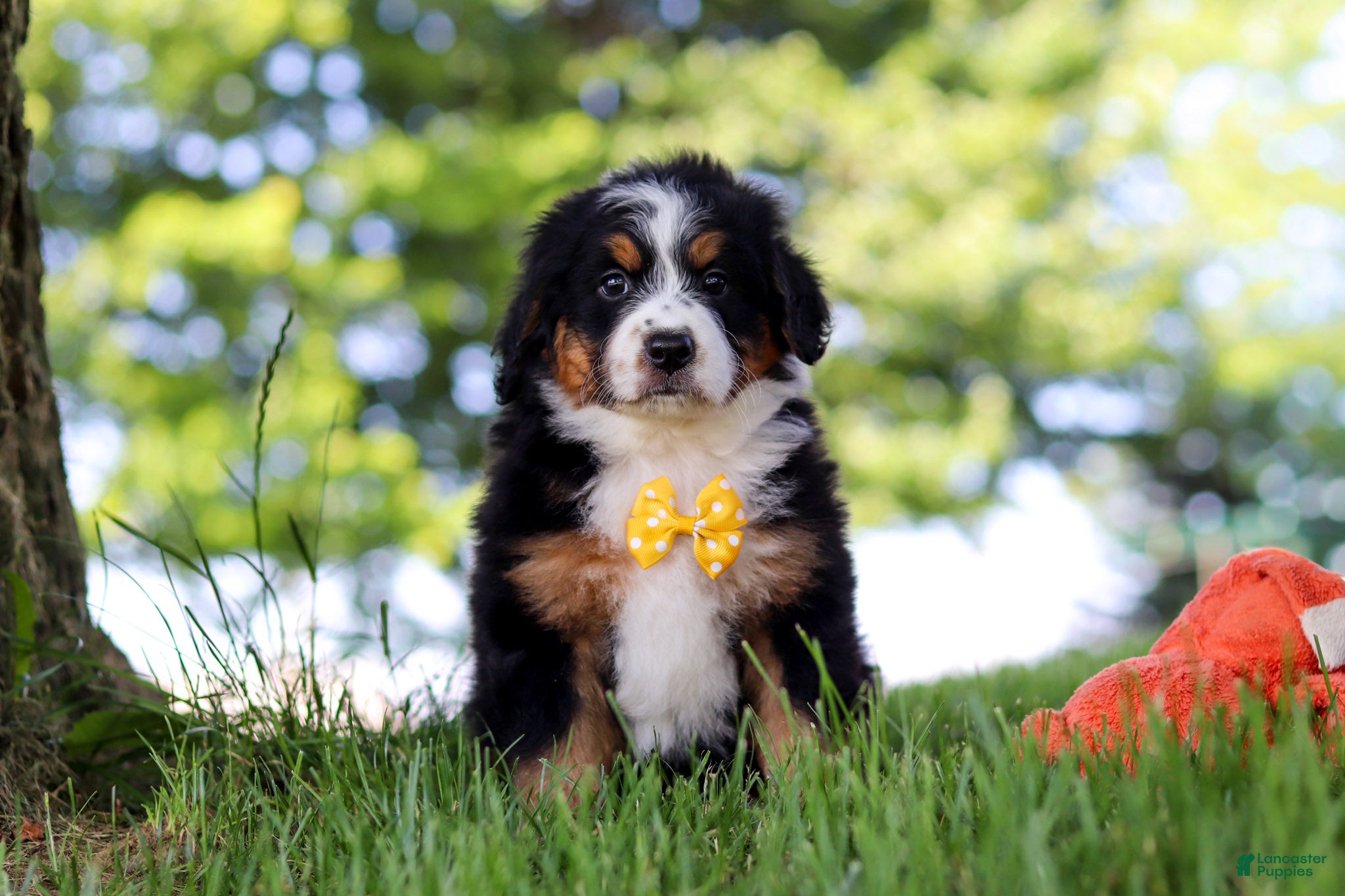 Mini Bernedoodle dogs Beetle Boy - Ad 2