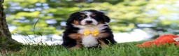 Mini Bernedoodle dogs for sale: Beetle Boy - Ad 2