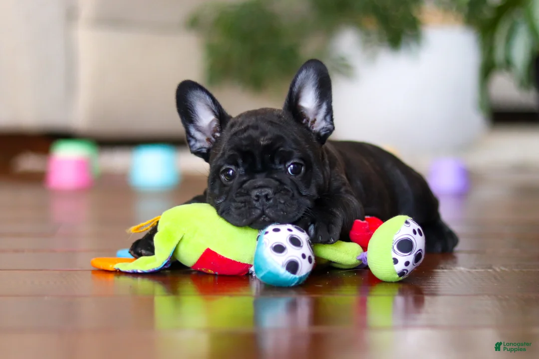 French Bulldog dogs for sale: Timmy  - Ad 6
